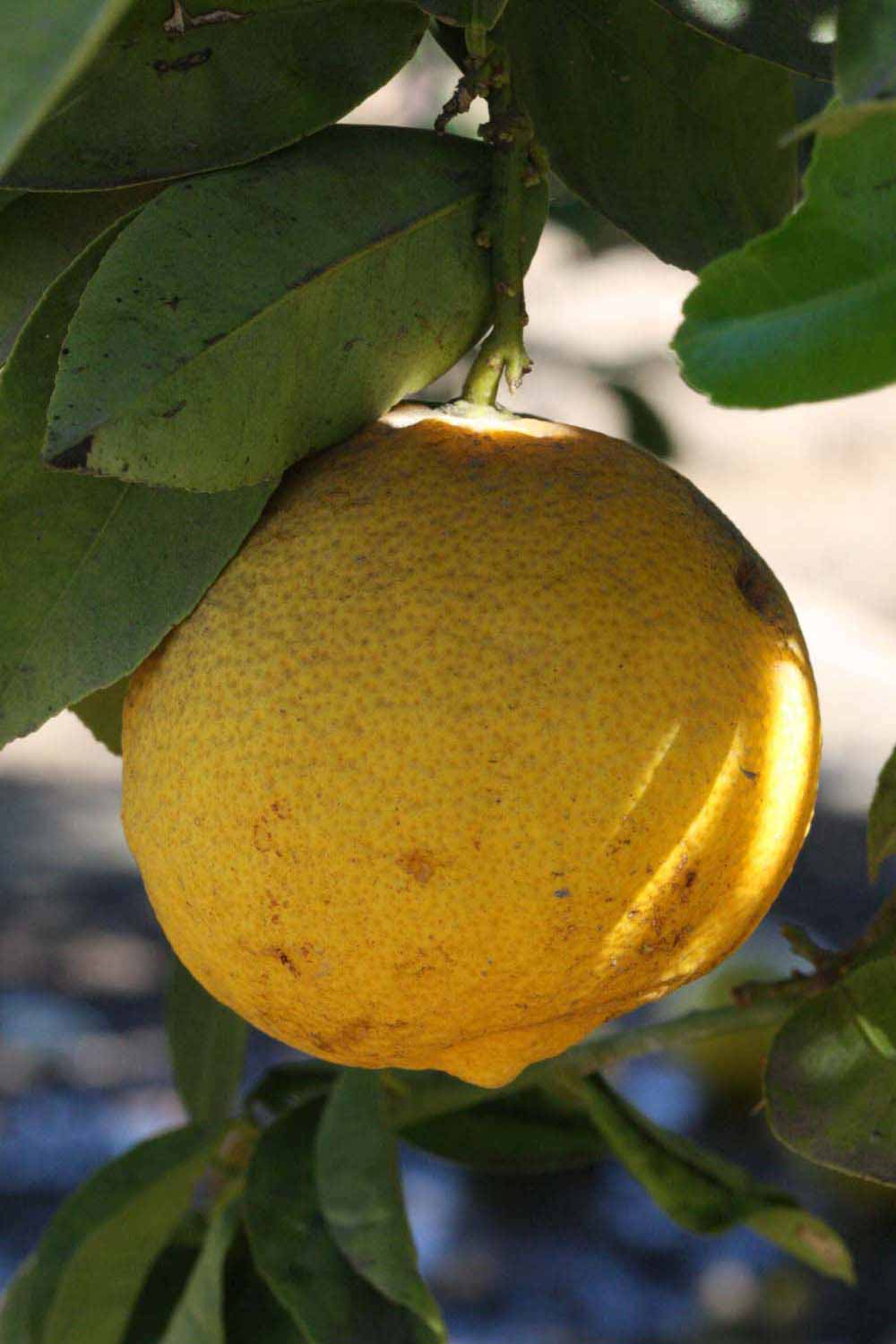            Fruit (Riverside, CA)   